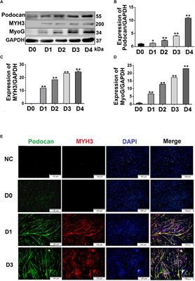 Podocan Promotes Differentiation of Bovine Skeletal Muscle Satellite Cells by Regulating the Wnt4-β-Catenin Signaling Pathway